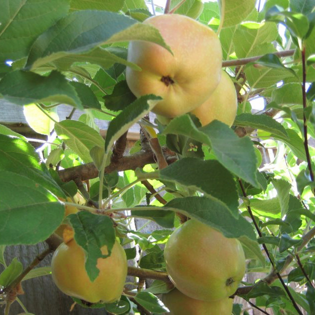 Яблоня Розовый жемчуг