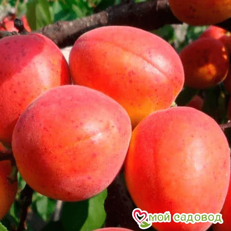 Абрикос Северное сияние