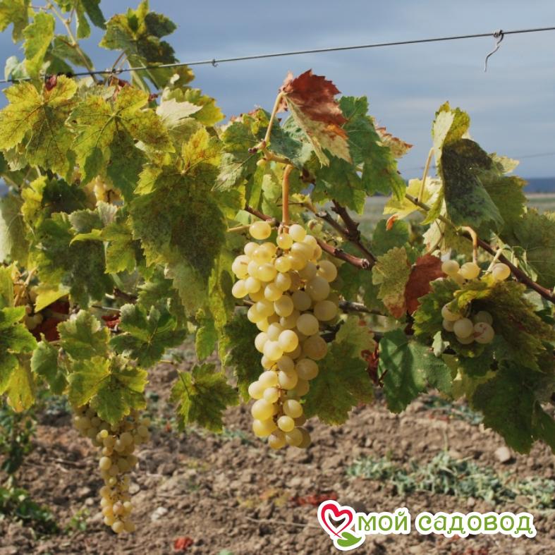 Виноград Советский Богатырь
