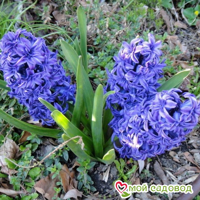 Гиацинт Кристал Пэлас