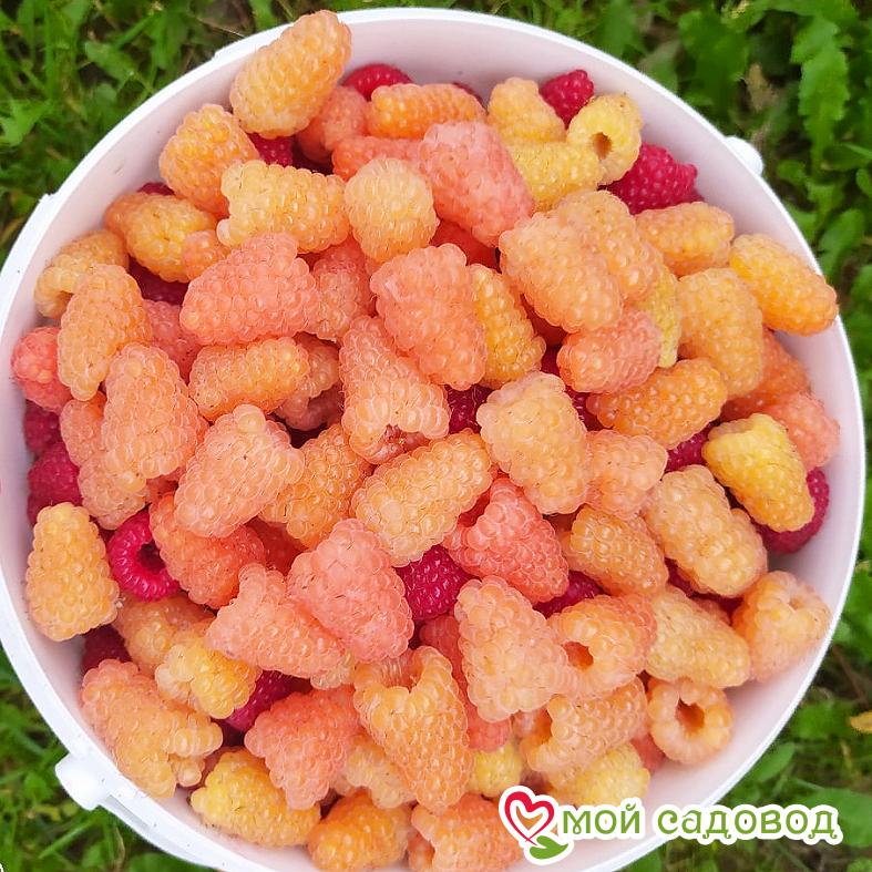 Малина ремонтантная Оранжевое Чудо