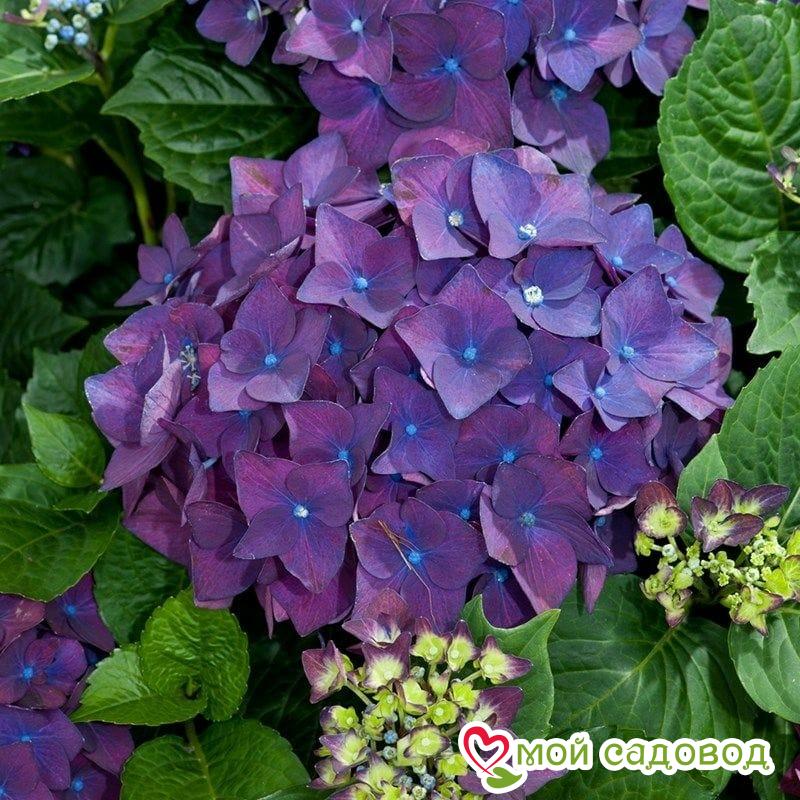 Гортензия крупнолистная Фиолетовая