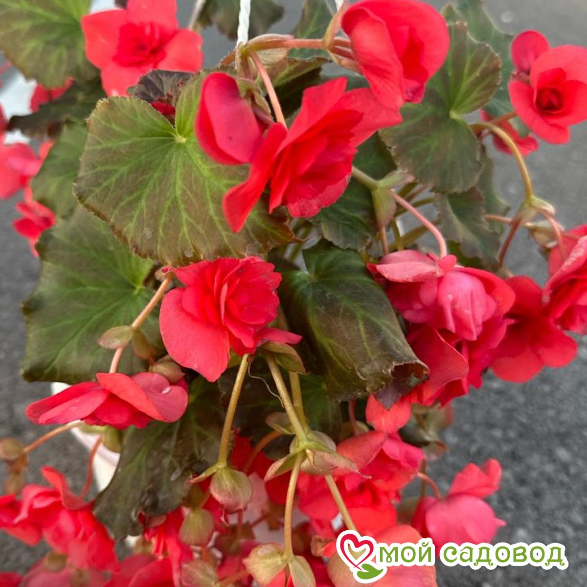 Бегония ампельная Дарк Пинк