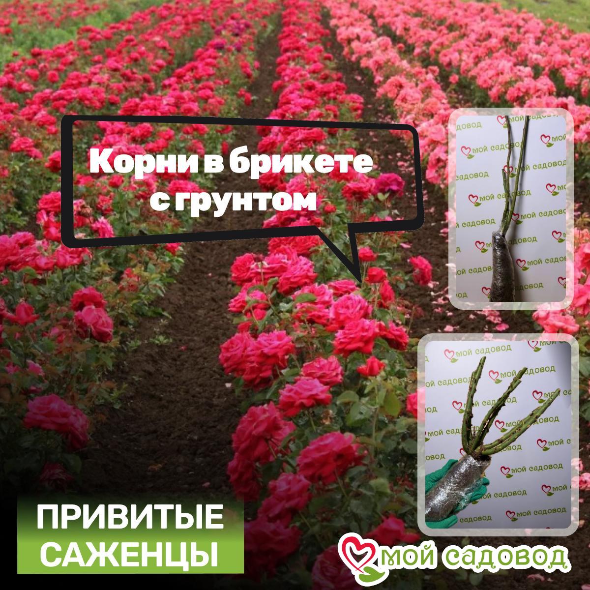 Роза Миднайт Виспер