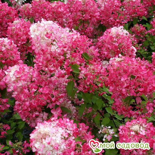 Гортензия метельчатая Ванила Фрайз