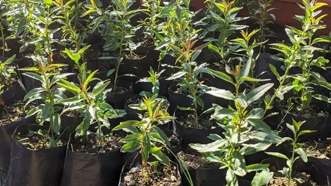 Миндаль Урожайный